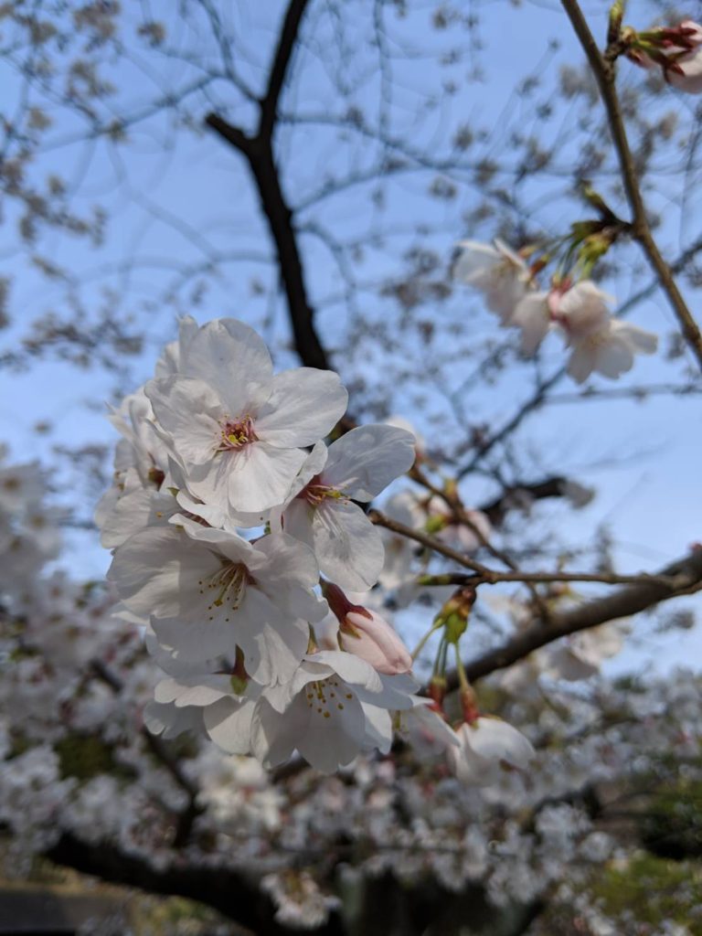 名城公園　桜