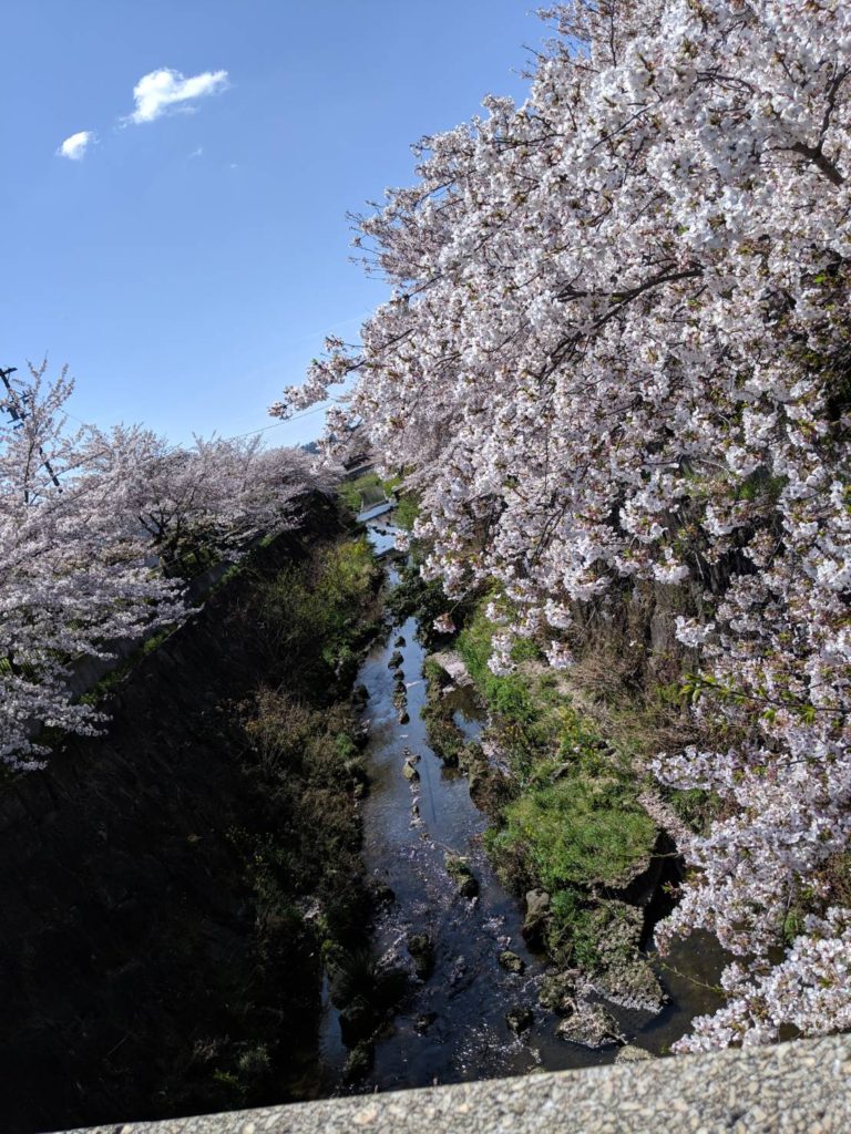 山崎川　桜