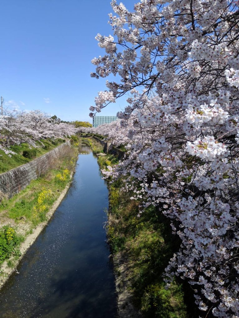 山崎川　桜
